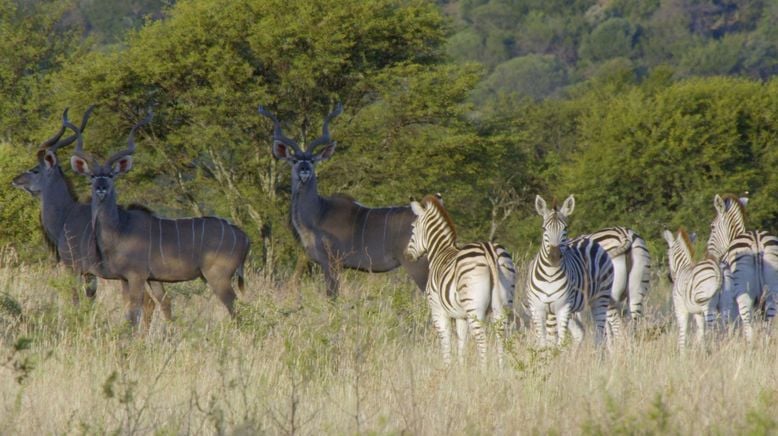 Afrika: Wilder Horizont