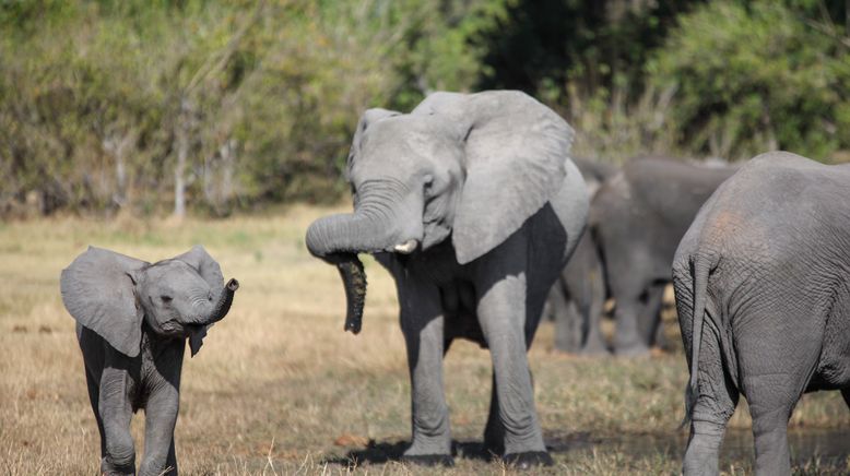 Afrikas wilde Tierwelt