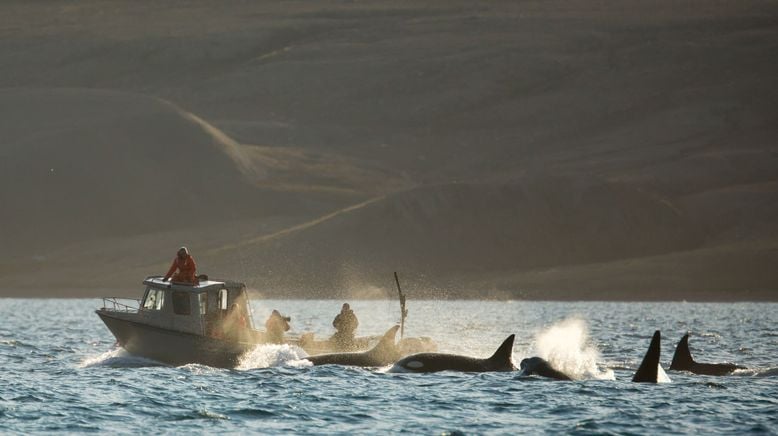 Orcas - Vorstoß in die Arktis