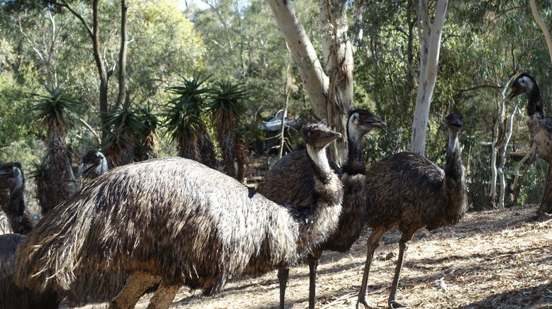 Anna und die wilden Tiere