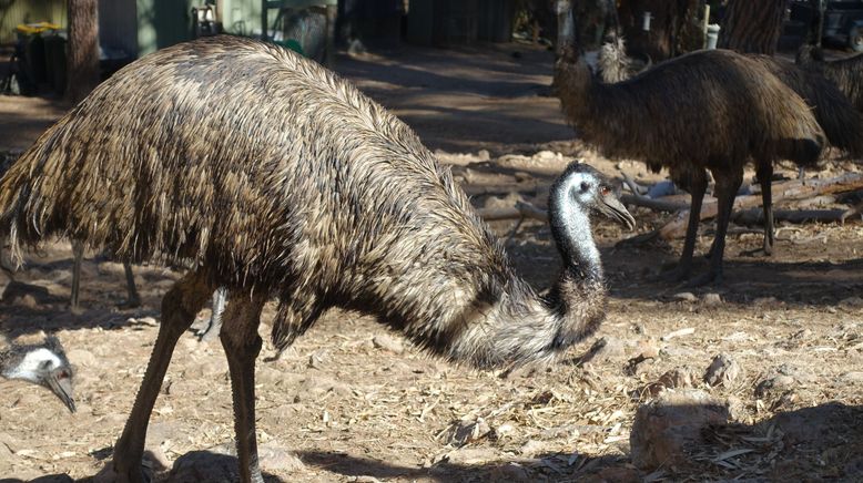 Anna und die wilden Tiere