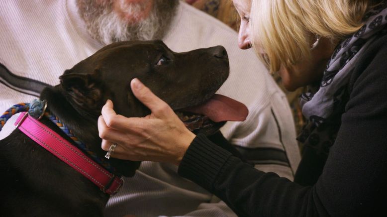 Pitbulls auf Bewährung