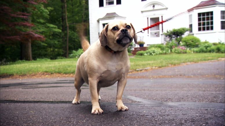 Das große Hunde-ABC: Best Of