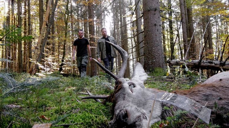 Festmahl der Tiere