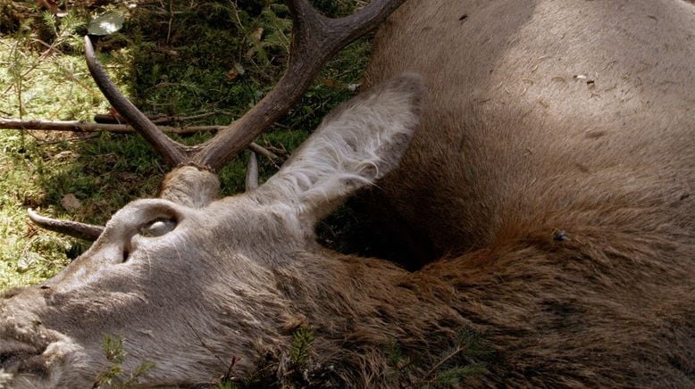 Festmahl der Tiere