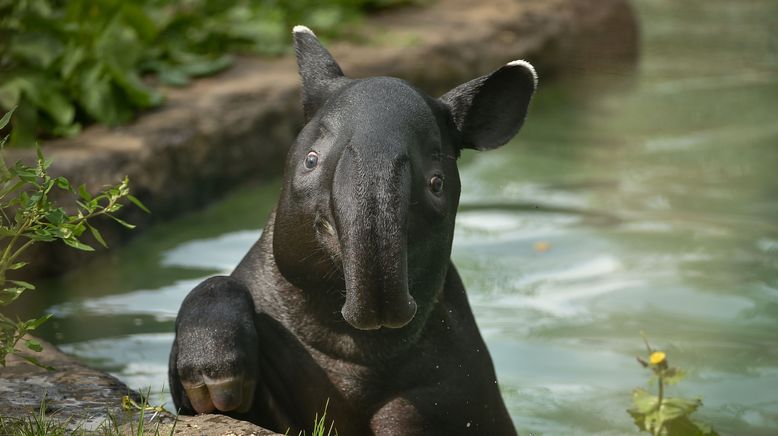 Zoo und so - Tierisch wild!