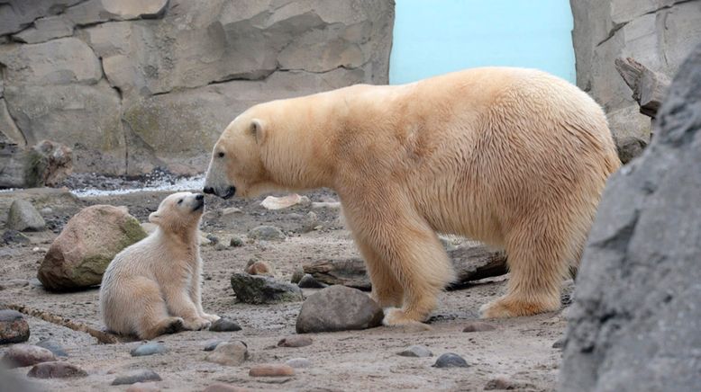 Seehund, Puma & Co.