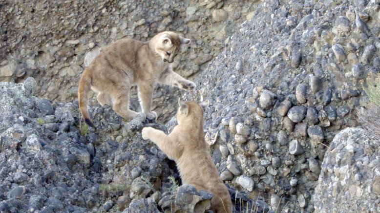 Die Fährte der Pumas