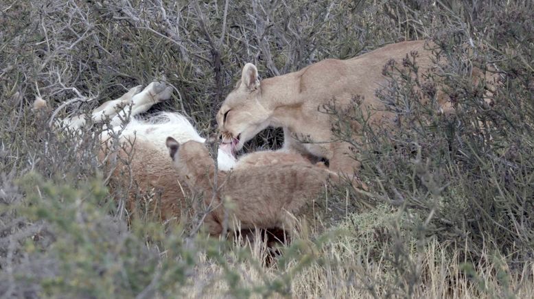 Die Fährte der Pumas