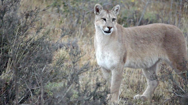 Die Fährte der Pumas