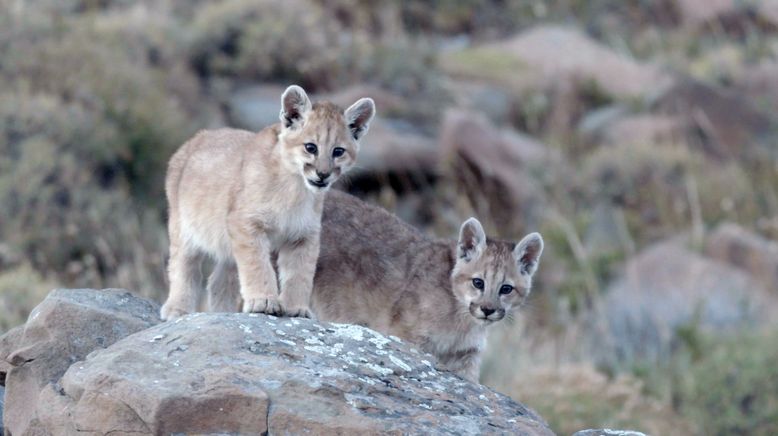 Die Fährte der Pumas