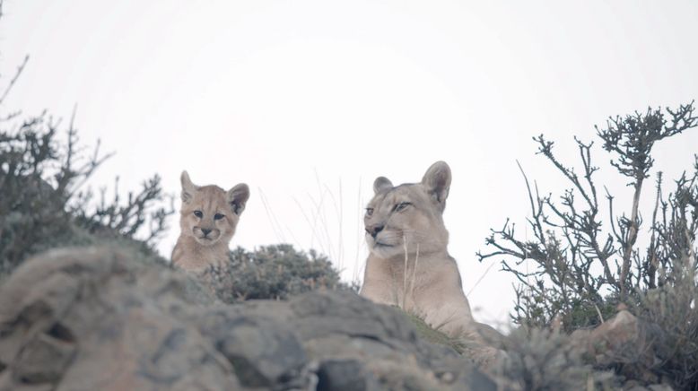 Die Fährte der Pumas