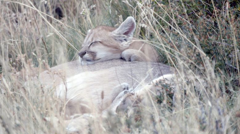 Die Fährte der Pumas