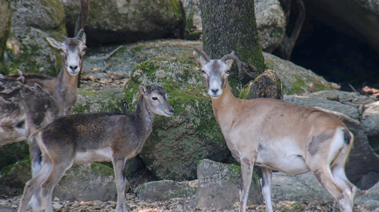 Die Winzlinge in freier Wildbahn