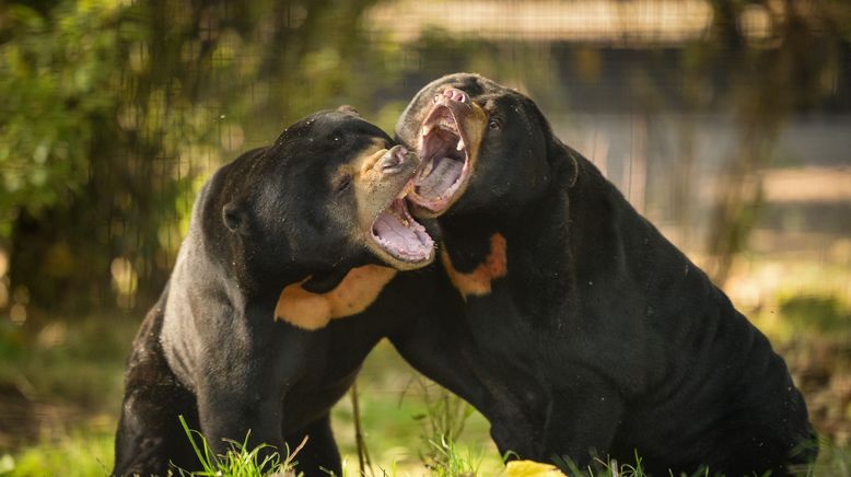 Zoo und so - Tierisch wild!