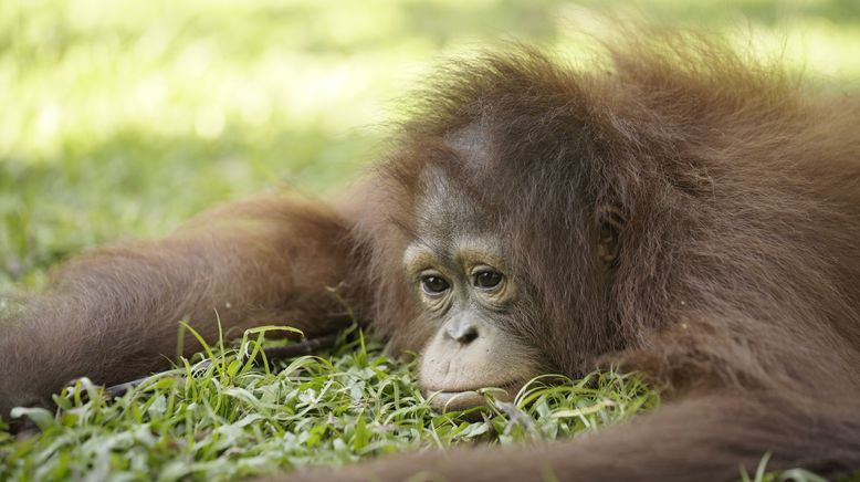 Orang-Utan Dschungelschule