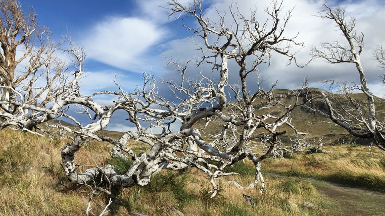 Wildes Patagonien