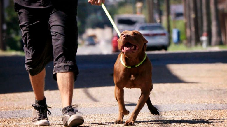 Pitbulls auf Bewährung