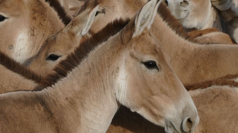 Die fliegenden Wildesel von Kasachstan