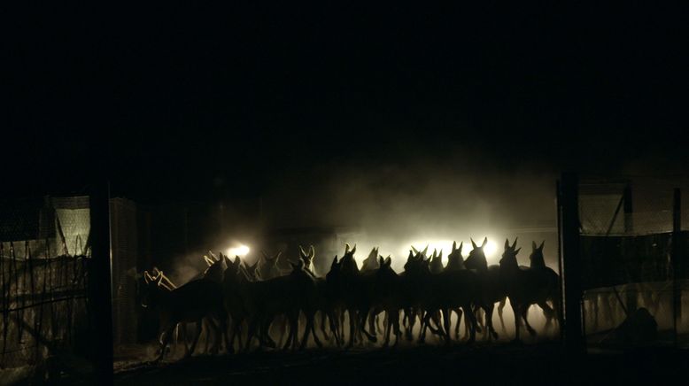 Die fliegenden Wildesel von Kasachstan