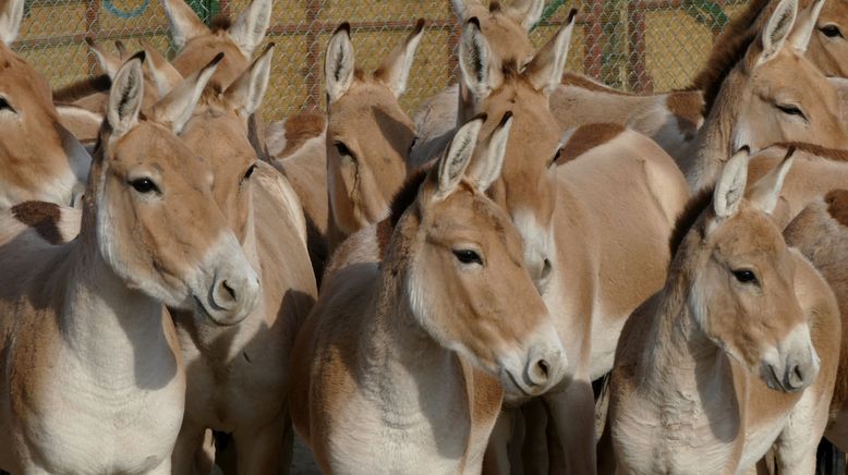 Die fliegenden Wildesel von Kasachstan