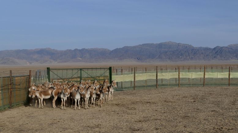 Die fliegenden Wildesel von Kasachstan