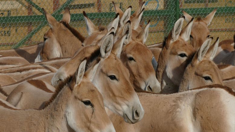 Die fliegenden Wildesel von Kasachstan