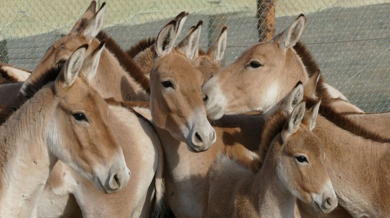 Die fliegenden Wildesel von Kasachstan