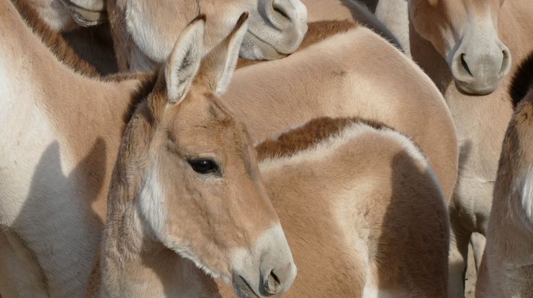 Die fliegenden Wildesel von Kasachstan