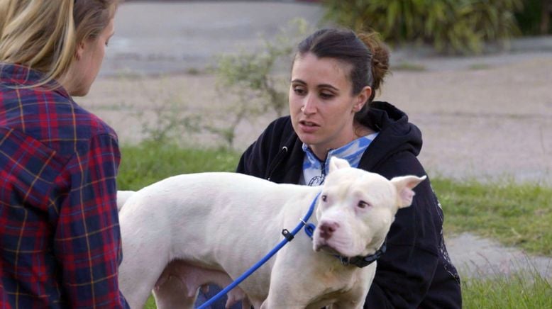 Pitbulls auf Bewährung