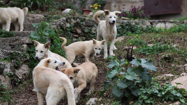 Das große Hunde-ABC: Best Of