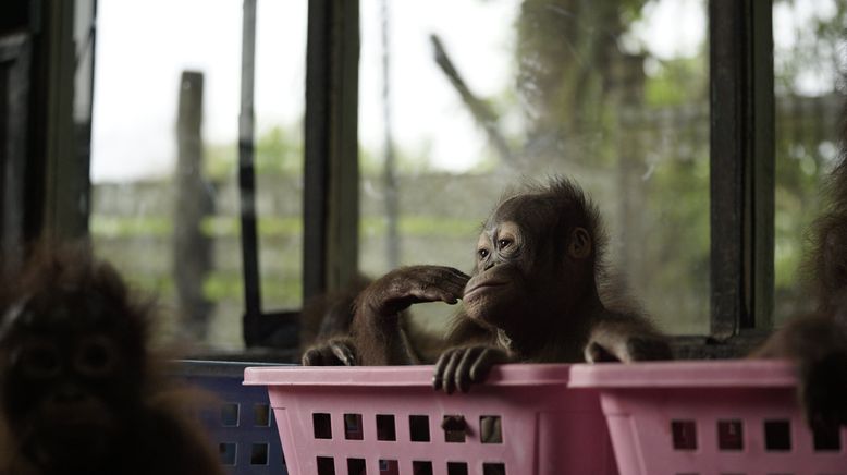 Orang-Utan Dschungelschule