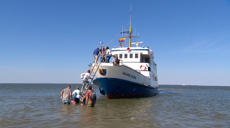 Halligschipper im Wattenmeer