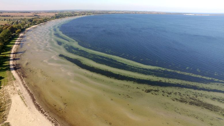 Wilde Ostsee