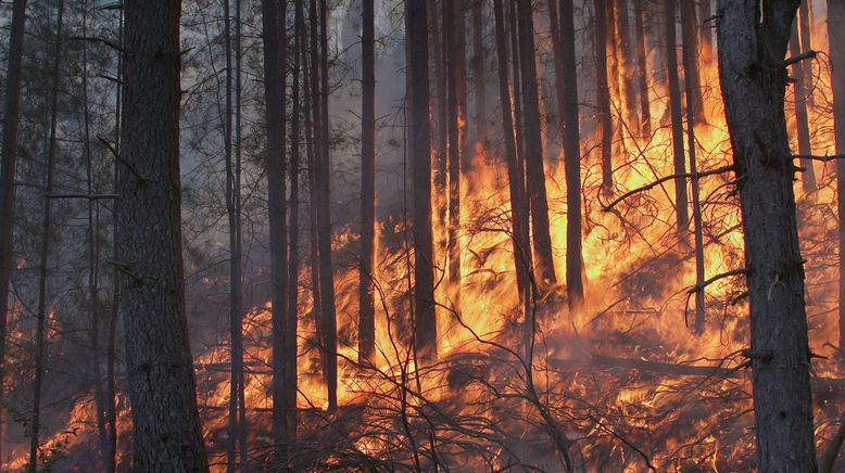 Geliebtes Korsika: Kampf gegen das Feuer