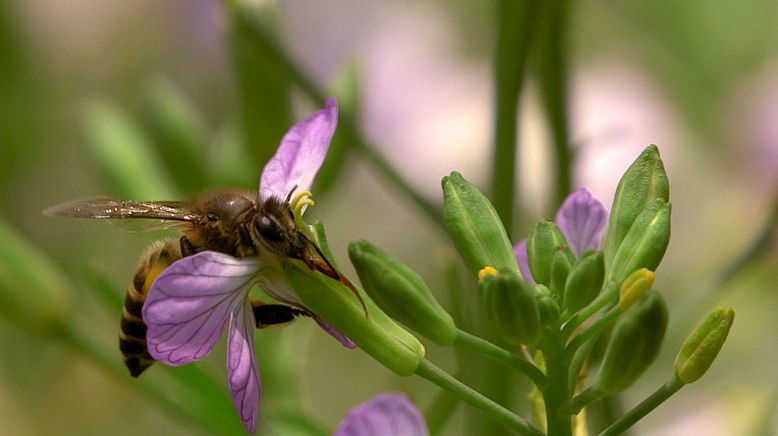 Die Bienenflüsterer