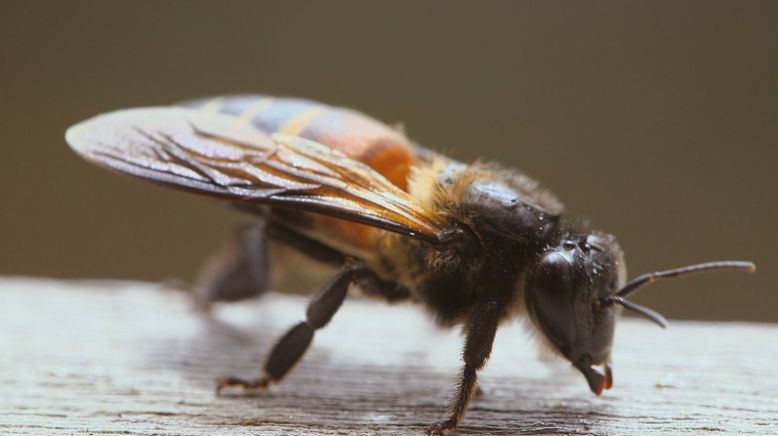 Die Bienenflüsterer