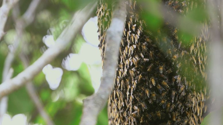 Die Bienenflüsterer