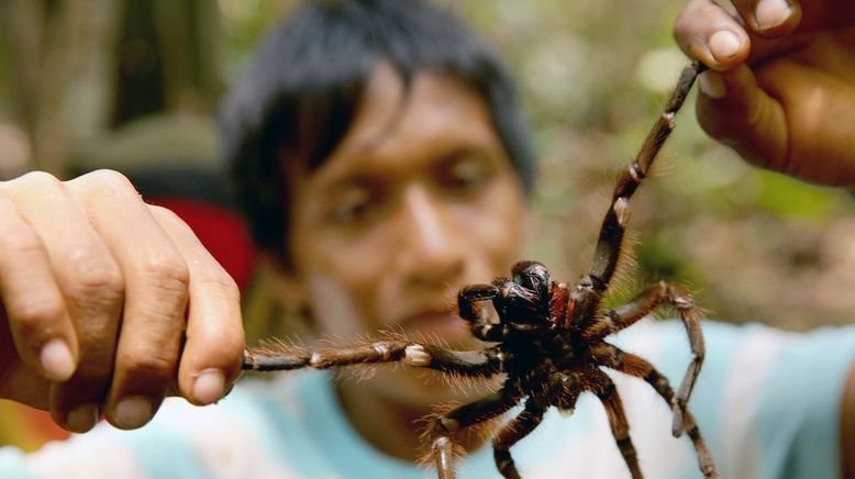 Die Spinnenjäger von Venezuela