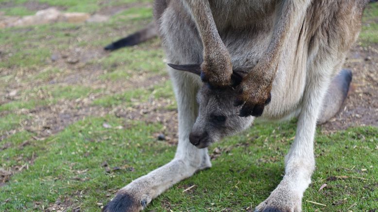 Anna und die wilden Tiere