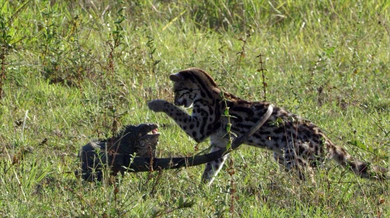 Kleine Katze - Große Freiheit