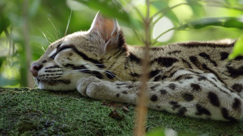 Kleine Katze - Große Freiheit