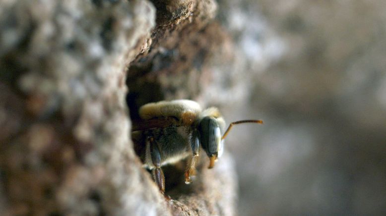 Die Bienenflüsterer