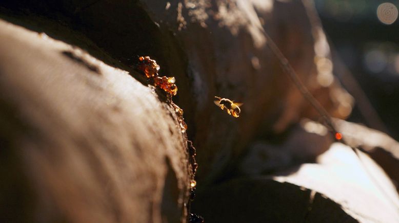 Die Bienenflüsterer