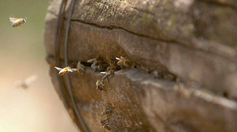 Die Bienenflüsterer