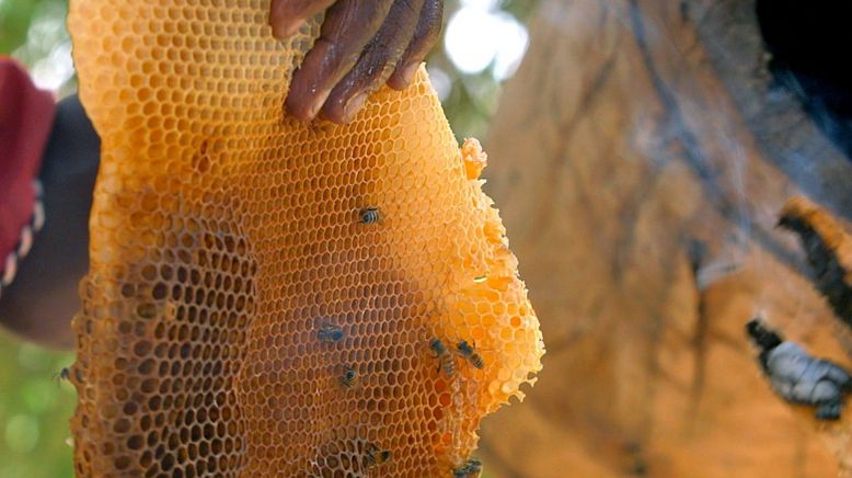 Die Bienenflüsterer