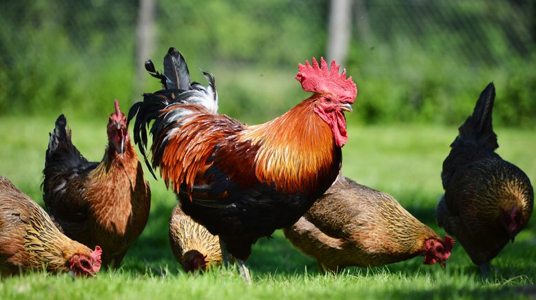 Hühner-Boom im heimischen Garten