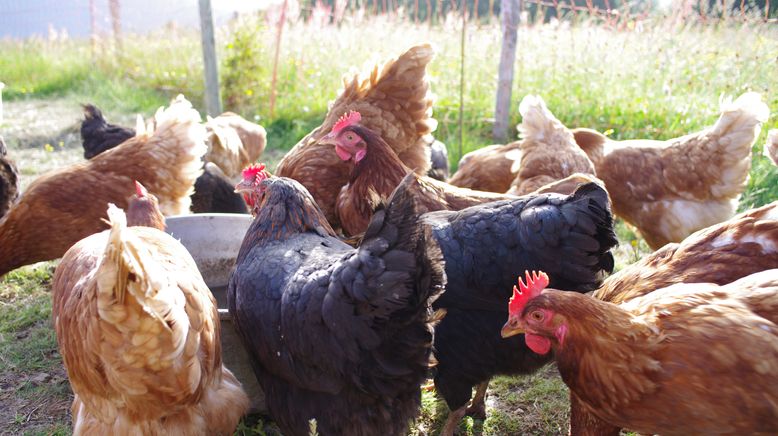 Hühner-Boom im heimischen Garten