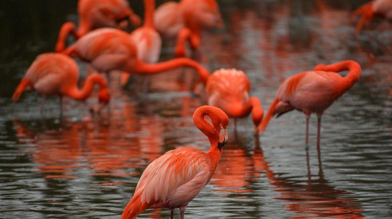 Zoo und so - Tierisch wild!