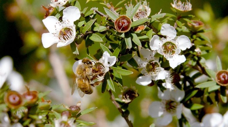 Die Bienenflüsterer